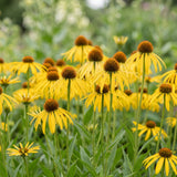 Green boutiQ - Vasteplant - Echinacea paradoxa - Zonnehoed - Bijen- en vlinderlokkers - Geel - 6 Planten - Pot 11cm - Hoogte 15-25cm