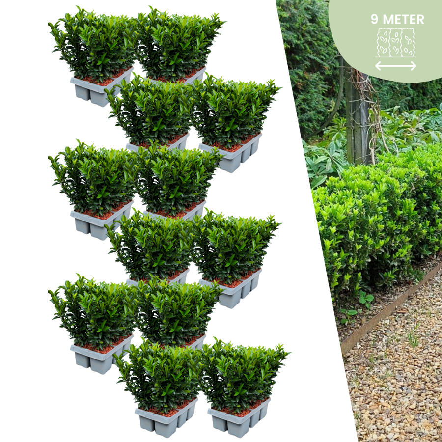 Euonymus 'Green Spire' — Kardinaalsmutshaag, 432 stuks, 15 cm