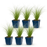 Green boutiQ - Grassen - Stipa tenuissima Ponytails - Vedergras - Groenblijvend - Groen - 6 Planten - Pot 11cm - Hoogte 15-25cm