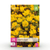 Green boutiQ - Bloembollen - Eranthis Cilicica - Kleur Geel - 25 stuks - Bolmaat 4/5 - XXL Pack