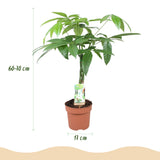 Green BoutiQ - Green is... Kamerplanten - Pachira Aquatica gevlochten stam - Geldboom - Weinig onderhoud - Groen - 2 Planten - Pot 17cm - Hoogte 60-70cm
