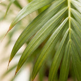 Areca Palm (Dypsis) met Zeegras mand naturel - 100cm - Ø21