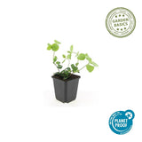 60x Vinca major - ↕10-25cm - Ø9cm