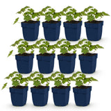 Green boutiQ - Vasteplant - Geranium 'Rozanne' - Ooievaarsbek - Bodembedekkend - Blauw - 12 Planten - Pot 11cm - Hoogte 15-25cm