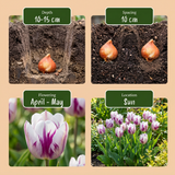 30x Tulipa Flaming Flag - Tulp Vlammende Vlag - Wit en Paars - Voorjaarsbloeier - Bolmaat 11/12