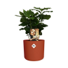 Coffea Arabica in ELHO b.for soft rond 14cm brique