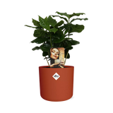 Coffea Arabica in ELHO b.for soft rond 14cm brique