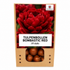 Tulpenbollen Bombastic Red — rode pioentulp, 20 stuks (maat 11/12)
