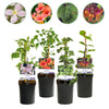Green boutiQ - Klimplanten Rainbow - Clematis montana RubensHedera helix lonicera Goldflame Campsis madame Galen - Jaarrond kleur - 4 planten - Pot 11cm Hoogte 40cm