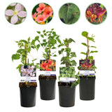Green boutiQ - Klimplanten Rainbow - Clematis montana RubensHedera helix lonicera Goldflame Campsis madame Galen - Jaarrond kleur - 4 planten - Pot 11cm Hoogte 40cm