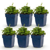 Green boutiQ - Vasteplant - Campanula portenschlagiana Tricolour - Perzikbladklokje - Bodembedekkend - Paars - Roze - Wit - 6 Planten - Pot 11cm - Hoogte 15-25cm