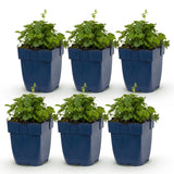 Green boutiQ - Vasteplant - Campanula portenschlagiana Tricolour - Perzikbladklokje - Bodembedekkend - Paars - Roze - Wit - 6 Planten - Pot 11cm - Hoogte 15-25cm