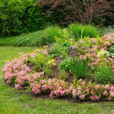 Green boutiQ - Dwerg Rhododendron - Rhododendron Bloombux Magenta - Bloeiende Buxus - Weinig Onderhoud - Roze Bloem - 1 Plant - Pot 17cm - Hoogte 30-40cm