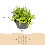 12x - Alpine mix - Ø7cm - ↕10-12cm