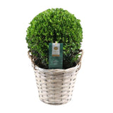 Ilex Crenata 'Jenny'® Ball Ø20cm P17 In Basket - Ø19cm - ↕40cm