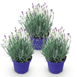 Green boutiQ - Tuinplant - Lavandula angustifolia Hidcote - Lavendel - Winterhard - Paars - 3 Planten - Pot 12cm - Hoogte 15-25cm