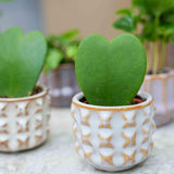 Plant set van 6 met pot set San Juan - Cactus mix - Ø 6 cm