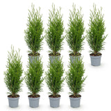 Green boutiQ - 8x Thuja occidentalis Smaragd - Levensboom - Haagplanten - Groenblijvend - Groen - Pot 9cm - Hoogte 20-30cm