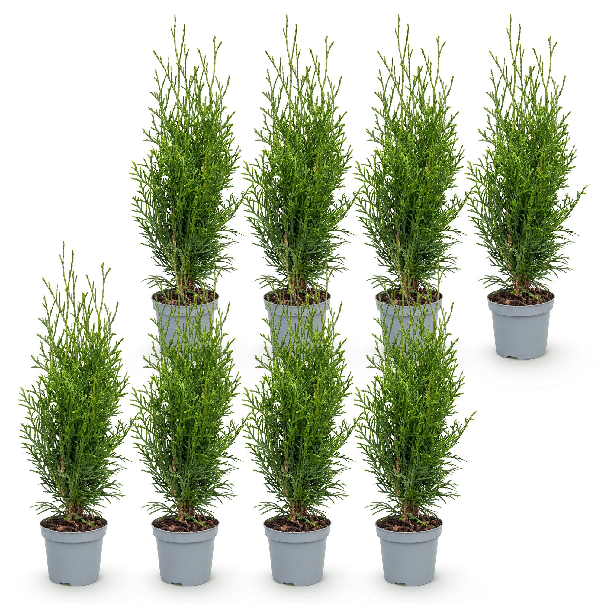 Green boutiQ - 8x Thuja occidentalis Smaragd - Levensboom - Haagplanten - Groenblijvend - Groen - Pot 9cm - Hoogte 20-30cm