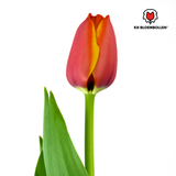 Tulpenbollen Dafeng — oranje tulp, 20 stuks (maat 11/12)