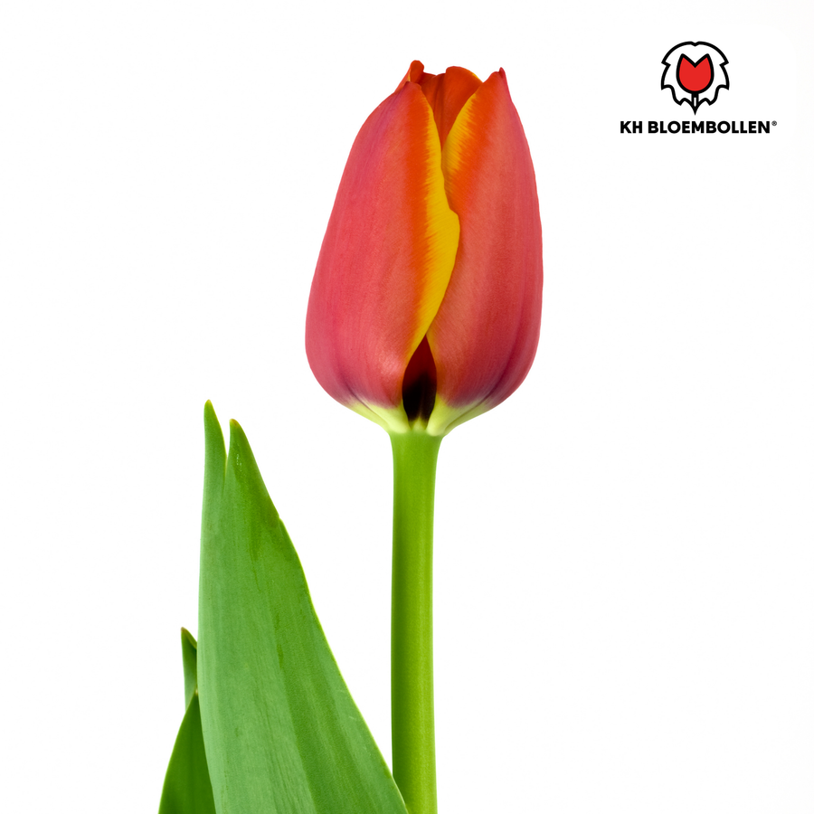 Tulpenbollen Dafeng — oranje tulp, 20 stuks (maat 11/12)