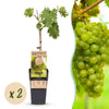 Green boutiQ - Fruitplant - Vitis vinifera Vroege van der Laan - Druivenplant - Winterhard - Witte Druif - 2 Planten - Pot 15cm - Hoogte 50cm