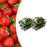 Aardbeien 6 pack (Fragaria) 100% biologisch 2x