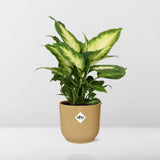 Dieffenbachia ‘Camilla’ in ELHO Vibes Fold 14cm geel