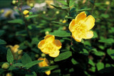 24x Hypericum dummeri 'Peter Dummer' - ↕10-25cm - Ø9cm