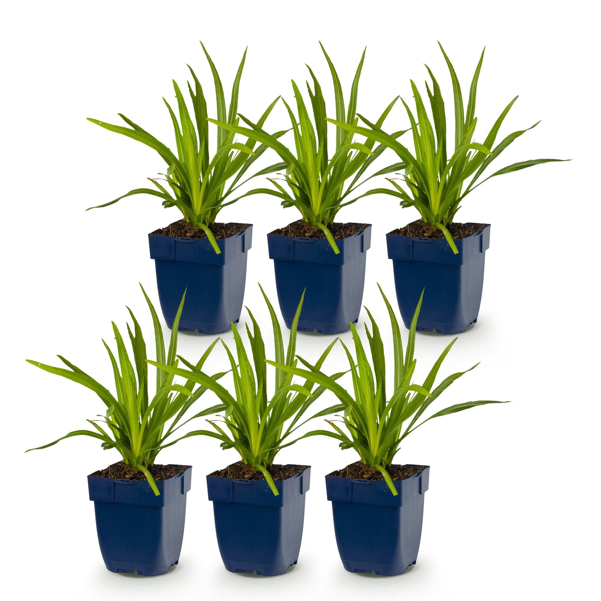 Green boutiQ - Vasteplant - Liatris spicata Alba - Lampenkruid - Bijen- en vlinderlokkers - Wit - 6 Planten - Pot 11cm - Hoogte 15-25cm