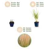 Green boutiQ - Grassen - Calamagrostis Karl Foerster - Struisriet - Met Pluim - Groen - 6 Planten - Pot 11cm - Hoogte 15-25cm