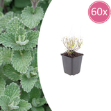 60x Calamintha n. nepeta - ↕10-25cm - Ø9cm