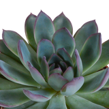 Echeveria mix 10.5 cm - 3x - zonder pot