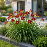 Green boutiQ - Vasteplant - Hemerocallis Autumn Red - Daglelie - Bijen en Vlinderlokkers - Rood - 24 Planten - Pot 11cm - Hoogte 15-25cm