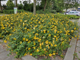 60x Hypericum 'Hidcote' - ↕10-25cm - Ø9cm