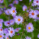 12x Aster frikartii 'Monch' - ↕10-25cm - Ø9cm