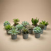 Set of 12 -Succulent Mix Set - Assorted Succulents in 6 cm Pots (8–12 cm high)