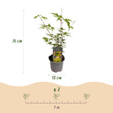 Green boutiQ - Tuinplant - Acer palmatum Sangokaku - Groen - 3 Planten - Bladverliezend - Weing Onderhoud - Pot 12cm Hoogte 35cm