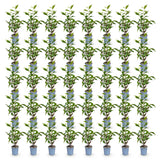 Green boutiQ - 40x Prunus lusitanica Angustifolia - Portugese Laurier - Haagplanten - Groenblijvend - Groen - Pot 9cm - Hoogte 25-35cm