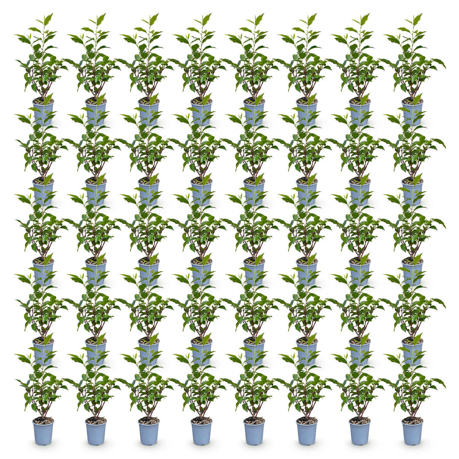 Prunus lusitanica Angustifolia — Portugese laurierhaag, 40 stuks, 25-35 cm