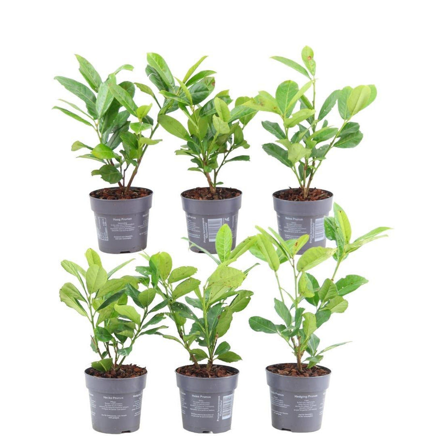 Prunus laurocerasus 'Rotundifolia' — Laurierkershaag, 6 planten (1 strekkende meter)
