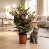 Green boutiQ - Kamerplant - Pauwenplant - Calathea Makoyana - Groen - Weinig onderhoud - 1 Plant - Pot 19cm - Hoogte 70cm