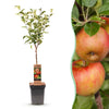 Green boutiQ - Fruitboom - Malus domestica Elstar - Appelboom - Winterhard - Rood-Groene Appel - 1 Plant - Pot 21cm - Hoogte 90cm