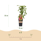Green boutiQ - Fruitplant - Rubus idaeus Ottawa - Frambozenplant - Winterhard - Rode Framboos - 2 Planten - Pot 15cm - Hoogte 50cm