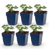 Green boutiQ - Vasteplant - Geranium sang. Album - Ooievaarsbek - Bodembedekkend - Wit - 6 Planten - Pot 11cm - Hoogte 15-25cm