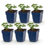 Green boutiQ - Vasteplant - Geranium sang. Album - Ooievaarsbek - Bodembedekkend - Wit - 6 Planten - Pot 11cm - Hoogte 15-25cm