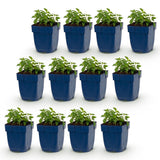 Green boutiQ - Vasteplant - Nepeta faassenii Snowflake - Kattenkruid - Bijen en Vlinderlokkers - Wit - 12 Planten - Pot 11cm - Hoogte 15-25cm