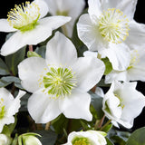 Green boutiQ - Tuinplant - Kerstroos - Helleborus Christmas Carol- Witte Bloem -1 Plant - Groenblijvend - Pot 14cm Hoogte 30cm