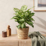 Green BoutiQ - Green is... Kamerplanten - Diefenbachia Compacta - Dieffenbachia - Weinig onderhoud - Groen - 1 Plant - Pot 17cm - Hoogte 45-50cm
