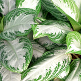 Green BoutiQ - Green is... Kamerplanten - Aglaonema Silver Bay - Zilverblad - Weinig onderhoud - Groen - 2 Planten - Pot 17cm - Hoogte 70-75cm